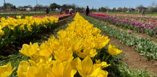 Roma celebra i tulipani: aperti due parchi dedicati al fiore olandese (VIDEO)