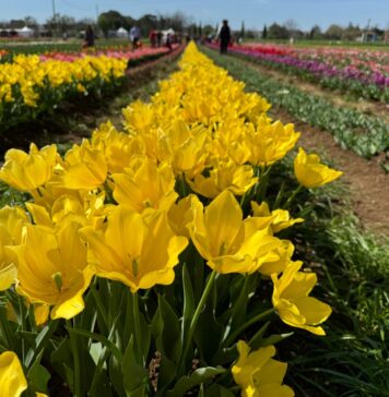 Roma celebra i tulipani: aperti due parchi dedicati al fiore olandese (VIDEO)