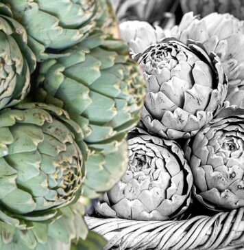 Sagra del carciofo romanesco, Ladispoli annuncia il programma