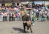 Roma, vincono gli animalisti: annullato il rodeo sui tori