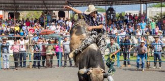 Roma, vincono gli animalisti: annullato il rodeo sui tori