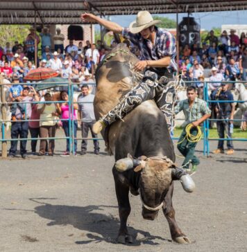 Roma, vincono gli animalisti: annullato il rodeo sui tori