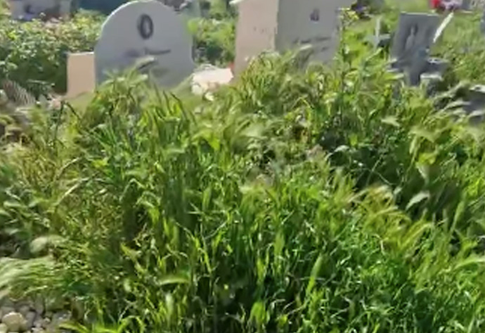 Cimitero Flaminio in abbandono: lapidi fagocitate dall'erba alta covo di serpi e insetti (VIDEO) 3