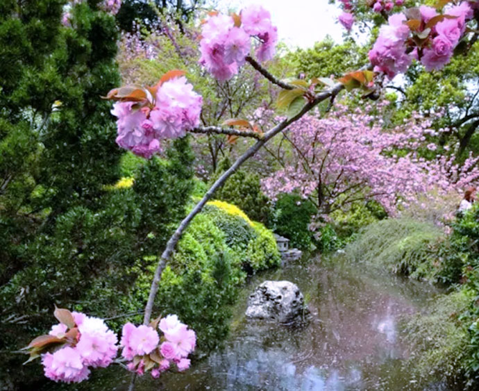 Hanami all'Orto Botanico: torna lo spettacolo della fioritura dei ciliegi nel giardino giapponese 2