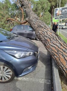 Monterotondo, attimi di terrore per un pino caduto in un parcheggio 2
