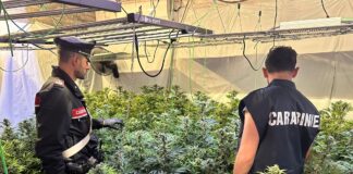 Pomezia, maxi piantagione di cannabis scoperta e sequestrata dai carabinieri