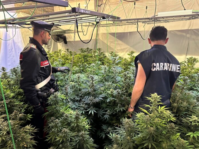 Pomezia, maxi piantagione di cannabis scoperta e sequestrata dai carabinieri