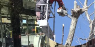 Via Casilina, potature e abbattimenti alberi da Roma a Frosinone: date e tratti interessati