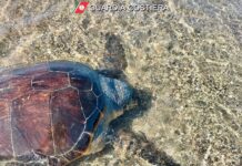 Focene, grande tartaruga marina morta sulla spiaggia