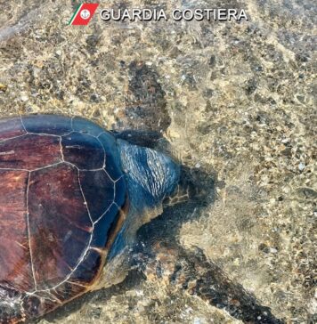 Focene, grande tartaruga marina morta sulla spiaggia
