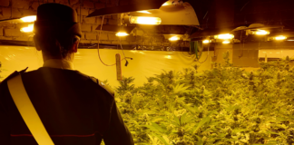 PORTE-ROMA-SERRA-MARIJUANA-TRADITO-COSTI-ENEREGIA-ELETTRICA-PUSHER-ARRESTATO-