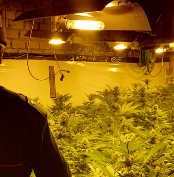 PORTE-ROMA-SERRA-MARIJUANA-TRADITO-COSTI-ENEREGIA-ELETTRICA-PUSHER-ARRESTATO-