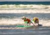 Cani e gatti, le regole per portarli sulle spiagge di Fregene e Fiumicino