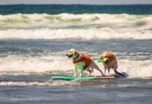 Cani e gatti, le regole per portarli sulle spiagge di Fregene e Fiumicino