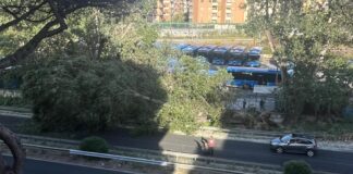 Platano si abbatte su via Ostiense, tragedia sfiorata