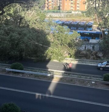 Platano si abbatte su via Ostiense, tragedia sfiorata
