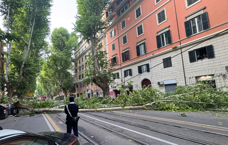 Albero crollato nel quartiere Salario: strada chiusa per l'intervento dei Vigili del Fuoco 1
