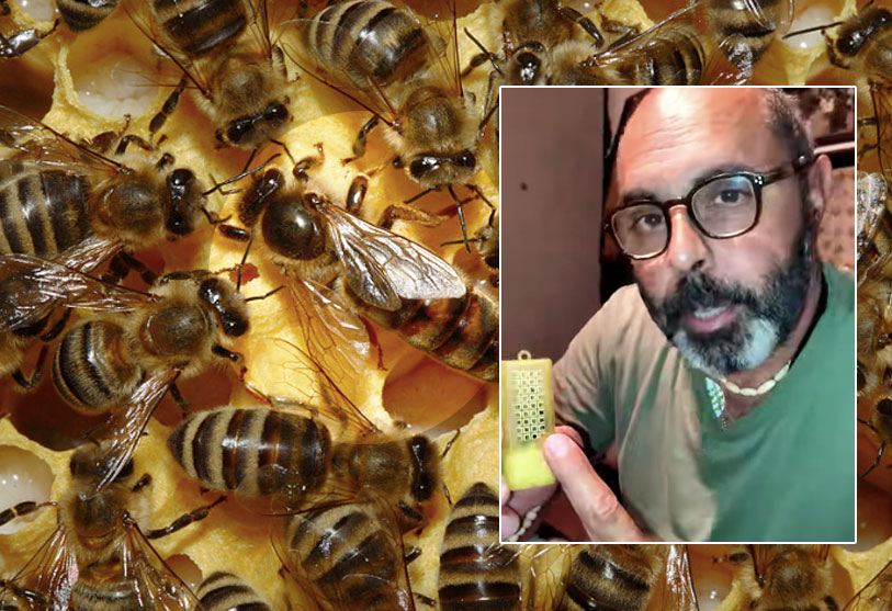 Lo struggente canto delle api regine: Andrea Lunerti spiega a cosa serve e come lo producono (VIDEO) 1