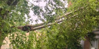 ROMA-ALBERO-PERICOLANTE-VIGILI-FUOCO-INTERVENGONO-POMPIERI-