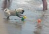 Baubeach di Maccarese, attività al via sulla spiaggia dedicata ai cani: novità ed eventi