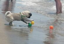Baubeach di Maccarese, attività al via sulla spiaggia dedicata ai cani: novità ed eventi