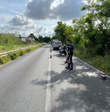 L'albero colpito dall'auto su via dei Romagnoli