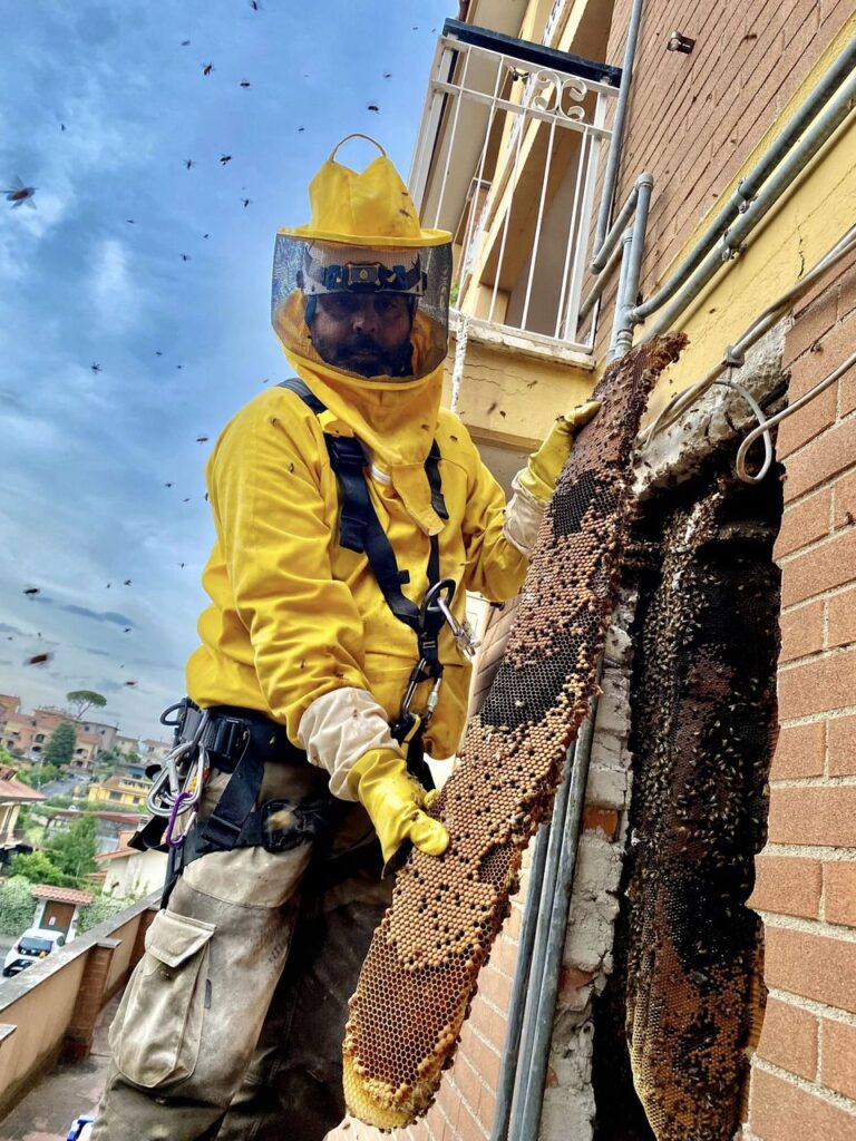 Più di 200mila api nel muro del palazzo: rimosso nido record alle porte di Roma (VIDEO) 1