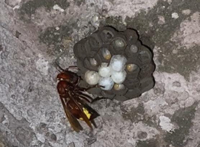 Nido di vespa orientalis nel vano di una serranda: l'SOS in una casa a Prati (VIDEO) 1
