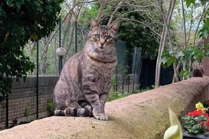 All'Oasi felina "Adozioni al Chiaro di Luna", per scoprire il mondo gatto della Capitale 1