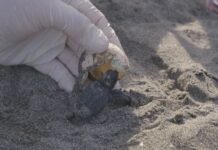 Ardea, primo nido di tartarughe: deposizione non sicura, è stato spostato