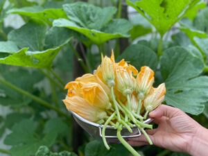 Sagre e feste paesane nel Lazio dal 14 al 16 giugno: fiori di zucca, salsicciate, prosciutto, tanto vino e c’è anche il cibo del villano 1