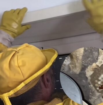 Vespa orientalis, espansione verso le campagne romane: l’allarme di Andrea Lunerti (VIDEO)