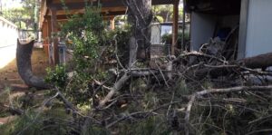 Ostia, “piovono” rami vicino alla parrocchia: area interdetta, avviata sottoscrizione per aiuti (VIDEO)