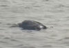 Tartaruga morta nel mare di Ostia: specie più grande al mondo (VIDEO)