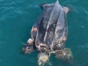 Tartaruga morta nel mare di Ostia: specie più grande al mondo (VIDEO)