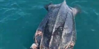 Tartaruga morta nel mare di Ostia: specie più grande al mondo (VIDEO)