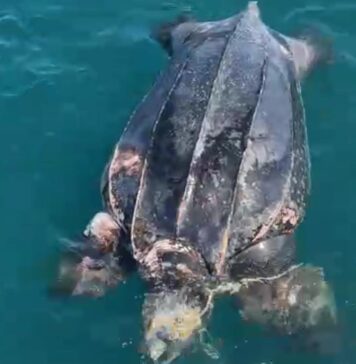 Tartaruga morta nel mare di Ostia: specie più grande al mondo (VIDEO)