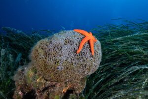 Tor Paterno, un tesoro al largo di Ostia: lo spettacolo della Natura tra delfini e tartarughe (VIDEO) 1