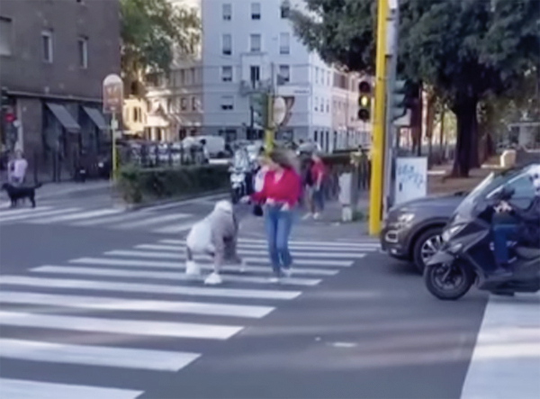 Uomo-cane per le strade del Flaminio: social scatenati per il "Toco" romano e la sua padrona 1