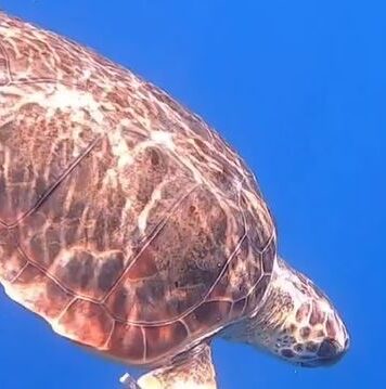 Tor Paterno, un tesoro al largo di Ostia: lo spettacolo della Natura tra delfini e tartarughe (VIDEO)