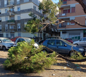 Ostia, pino decapitato precipita al suolo: a un passo da una tragedia annunciata 2