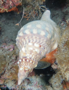 Ostia, alle secche di Tor Paterno fotografata la conchiglia del Tritone: una specie rarissima 1