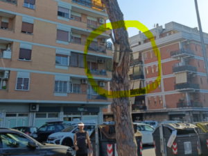 Ostia, pino decapitato precipita al suolo: a un passo da una tragedia annunciata 1