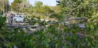 Ostia, crolla albero: tragedia sfiorata e strada chiusa (VIDEO)