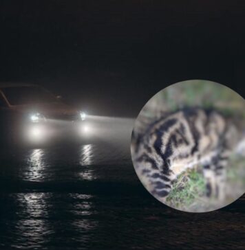 Campo Ascolano, taglia sulla testa del killer dei gatti