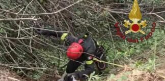 Cane bloccato in un fosso: intervengono i Vigili del Fuoco