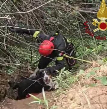 Cane bloccato in un fosso: intervengono i Vigili del Fuoco
