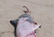 Castelporziano, delfino trovato morto in mare: recuperato e portato a terra