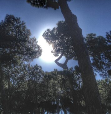 Il Comune di Fiumicino ordina il taglio immediato di 40 alberi per motivi di sicurezza. Area chiusa per un mese, poi partirà il piano di reimpianto