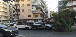 Roma, pino crolla su auto in zona Gregorio VII: nuova tragedia sfiorata